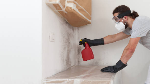 Professional Basement Mold Remediation technician working in Marshall, VA