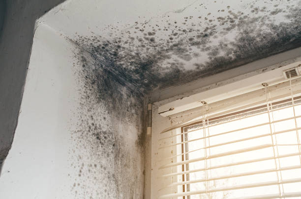 Affordable Basement Mold Remediation solutions in Marshall, VA