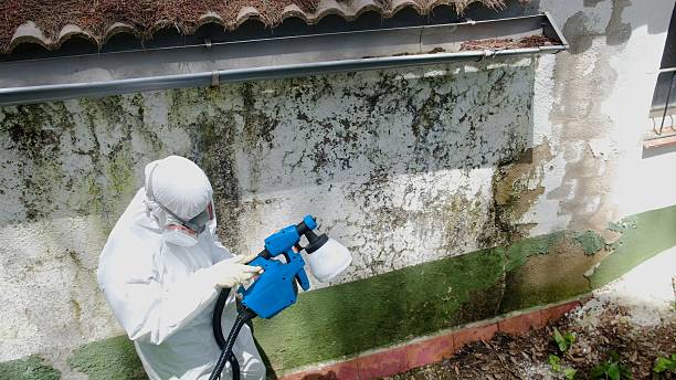 Top rated local Basement Mold Remediation specialists in Marshall, VA